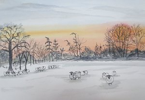 sheep